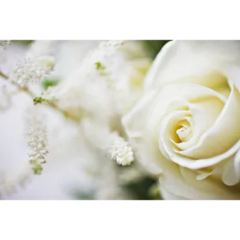 White Rose 